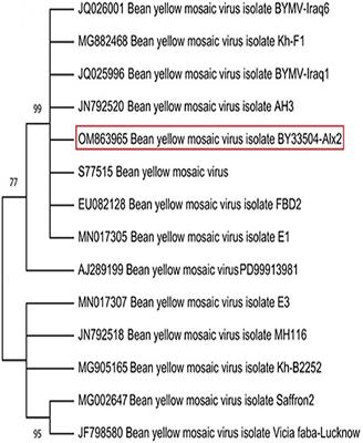 Enhancing systemic resistance in faba bean (Vicia faba L.) to Bean yellow mosaic virus via soil application and foliar spray of nitrogen-fixing Rhizobium leguminosarum bv. viciae strain 33504-Alex1